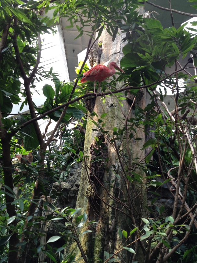 Scarlet Ibis in the Bird House.  There were so many awesome birds just flying around, over our heads, that I was too distracted to take more pictures!